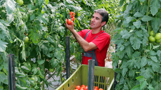 Harvesting tomatoes
