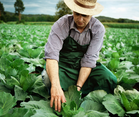 Field worker picking a crop