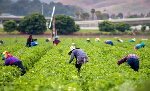 migrant workers picking strawberry field