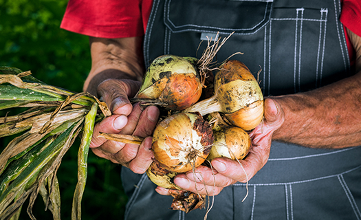  "farmworker holding onions"