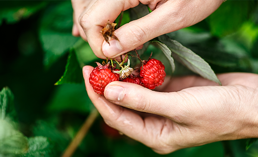 hand holding raspberries