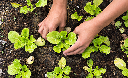 picture of lettuce harvest