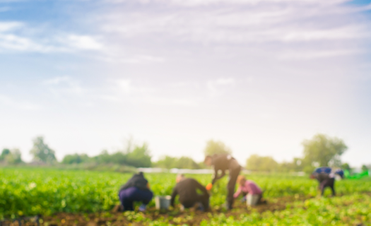photo of farmworkers in field