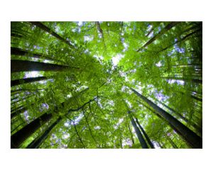 It Takes a Forest: Starting Up a Community-Wide Green Jobs Partnership