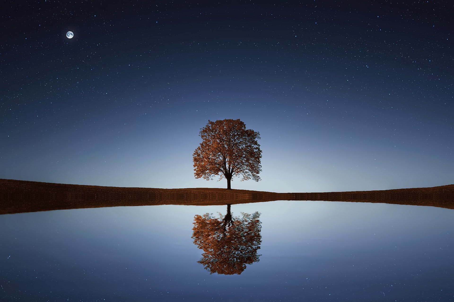 lone tree reflected in water below