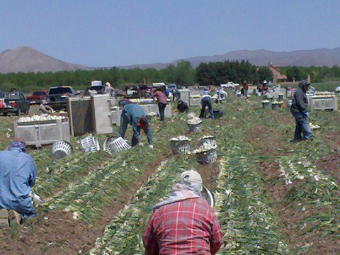 Farmworkers loading in a field