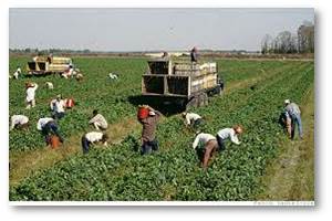 Harvesters and truck